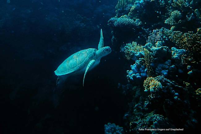 Schildkröte schwimmt in einer schönen Unterwasserwelt