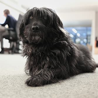 Agenturhund bei Shift